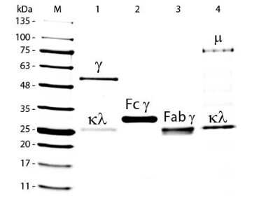 SDS-PAGE: Goat IgG Isotype Control [FITC] [NBP1-96914]